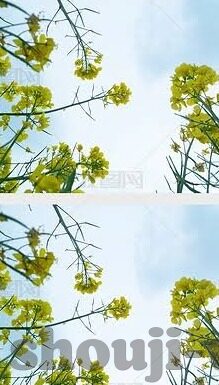 足球比分免费直播网-足球比分免费直播网,球迷福音还是暗藏玄机?深度解析与使用指南